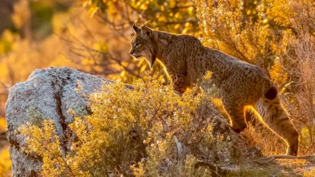 primeros-pasos-para-reintroducir-el-lince-iberico-en-aragon