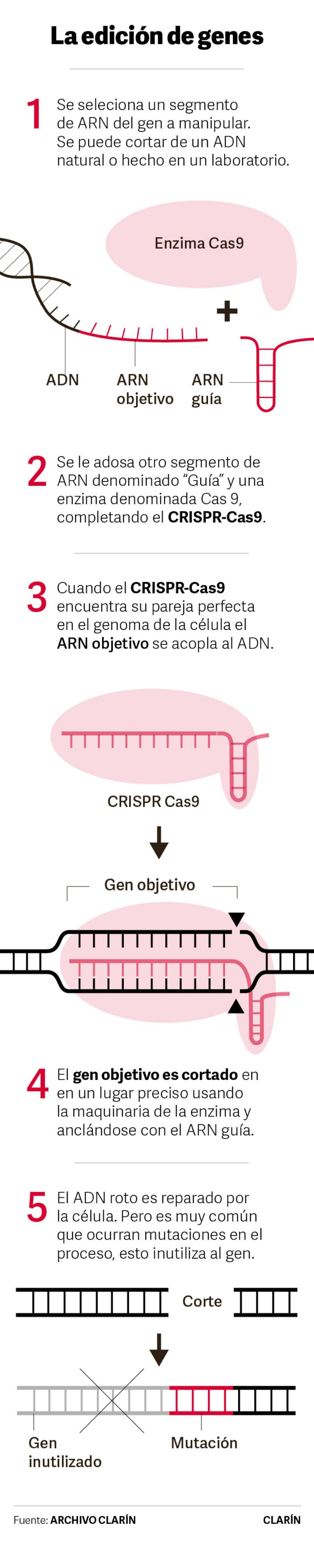 hito-medico:-como-hizo-la-ciencia-para-que-el-rinon-de-un-cerdo-sea-compatible-con-un-ser-humano