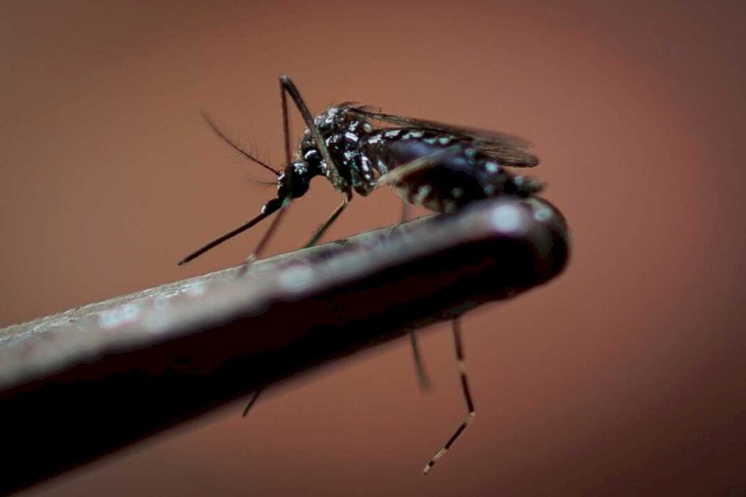 dengue-grave:-como-ataca-al-cuerpo-y-quienes-tienen-mas-chances-de-desarrollarlo