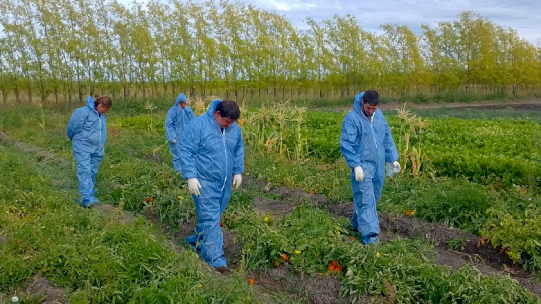 detectan-el-virus-rugoso-del-tomate-en-chacras-de-trelew