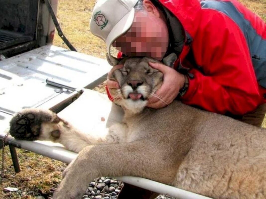 caza-de-pumas-en-la-patagonia:-como-es-la-organizacion-que-los-rescata-y-busca-salvar-a-la-especie