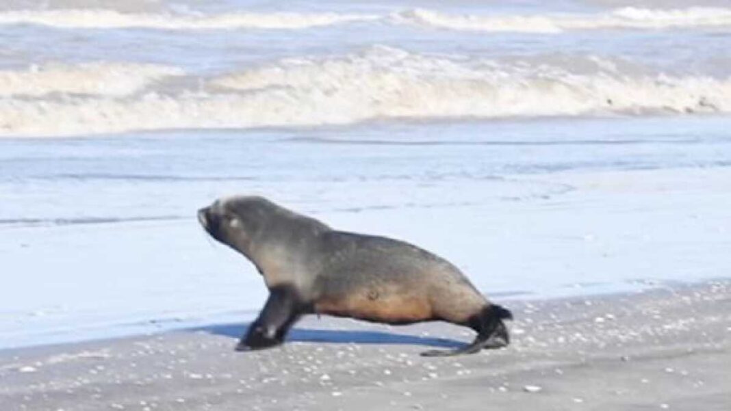 asi-regresaron-al-mar-a-un-lobo-marino-de-dos-pelos-sudamericano