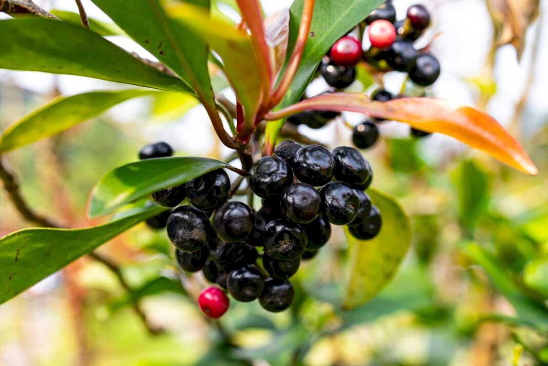 ni-arandano-ni-acai:-la-joya-patagonica-que-tiene-efecto-antienvejecimiento-y-es-rica-en-vitaminas-a-y-c