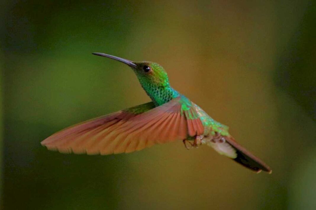 que-significa-ver-un-colibri-verde-en-el-jardin