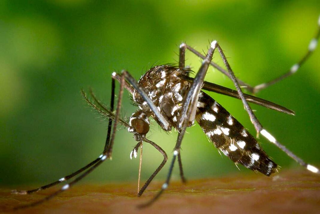 dengue:-una-provincia-concentra-mas-del-80%-de-los-casos-confirmados-y-los-sospechosos-llevan-cinco-semanas-en-alza